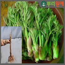 민두릅나무 묘목 가시없는 두릅나무 봄에 심을만한 묘목 ys