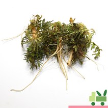 사라상회 냉이 2kg