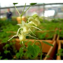 봄꽃 / 삼지구엽초(음양곽) 매자나무과 / 5주, 삼지구엽초 포트 / 5주