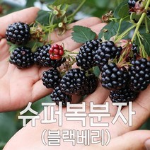 슈퍼 복분자 블랙베리 2023년 햇 수확 냉동발송, 1box, [상품]10kg 벌크포장