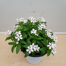[용이네 화원] 올망졸망 귀여운 페어리스타 159 화원 농원, 1개