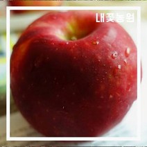 사과 고이조라 m26 자근묘