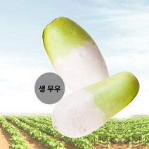 싱싱한 무우 5kg (김치/깍두기용) 누리농산