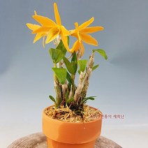 [재희난] 황월 1+1