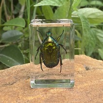 음성인식 ai 스피커 실제 곤충 표본 수지 동물 거미 다양한 게 전갈 풍뎅이 컬렉션 과학 어린이인지 장난, 04 05