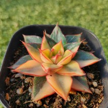 다육세상 다육이 모노금, 1개