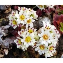 [지인야생화] 짜보돌단풍