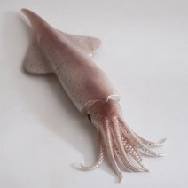 [천삼백케이] [엠디자인] 오징어 모형(29cm)