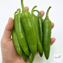 국내산 모닝 고추 (아삭이 오이 고추) (특), 모닝고추 (특) 1kg, 1개