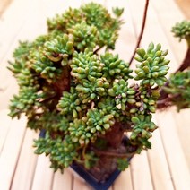 파랑새 중품 우아한 수형과 물듦이 예쁜 다육식물1-70, 단품