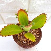 만손초 다육이 풍성하고 예뻐지는 다육 식물 분포함 랜덤1-45, 단품