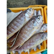 국내산 반건조 참조기 22cm 내외 10미 /20미, 제수용참조기 10미