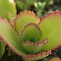 물드는 노랑 만손초 예쁜다육 랜덤발송1-20, 단품