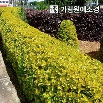 사철나무 황금사철 상록수 정원수 조경수 가림원예조경, 황금사철 키80cm(10개세트)