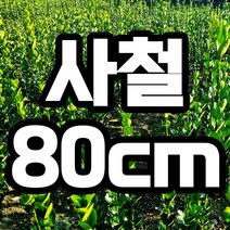 사철나무 80cm 철쭉마켓 나무 묘목 생울타리 울타리나무 담장, 사철나무 80cm  1개 (배송비별도)