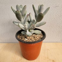 2300 방울복랑 소품 다육이 10~25cm