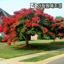 배롱나무 자엽배롱나무 백일홍 가림원예조경, 배롱: 다이너마이트 다간형 개화주, 1개