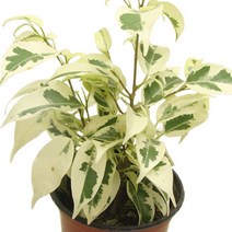 스트라이트벤자민-벤자민/고무나무/실내원예식물