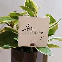 오즈디 개업 화분 소화기 센스있는집들이선물 꽃병 화초 조화, 추가상품-메시지카드[축하합니다]