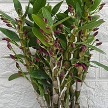 덴드로비움 - 석곡 핑크30