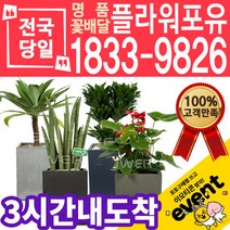 실내공기정화식물 식당 개업축하선물 미세먼지 공기청정 키우기쉬운식물 플랜테리어 아레카야자 안시리움 몬스테라 고무나무 선물용 고급승진화분, (선택78)황금죽