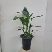 극락조 대형 3촉 여인초 50-80cm 249