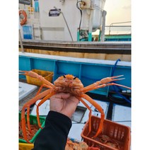 안녕수산물 나홀로 홍게 3kg 자숙 제철 박달 삼척 속초 영덕 포항 선주직송, 일반홍게 수율70% 3KG 10~12마리, 1개