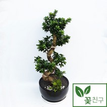 꽃친구 가지마루팬더 소형 중형 개업화분 축하화분 인테리어화분 전국 당일배송, 가지마루팬다, 물받이받침(8.000)