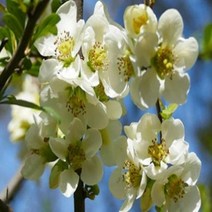 묘목/명자나무 (니발리스 ) 120L포트 신품종 SJ231, 1개