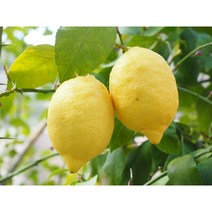 레몬나무 화분 묘목 80cm내외 과실수 과일나무 화분, 레몬나무 화분 (80cm), 1개