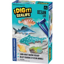 템스 ampamp 코스모스 I Dig It Sealife u2013 해양 생물 발굴 키트 수중 고고학 생물학 탐험 석고 블록에서 플라스틱 바다 먼지 없는 안전한 교육 활동