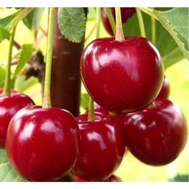 NS왜성체리 콜트대목 레이니어접목1년뿌리묘, 1개