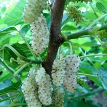 묘목/슈퍼 오디 (화이트오디)/접목 1년 /2주 KJ117-1