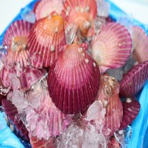 세척 홍가리비 2Kg 3kg 5kg 10kg /통영가리비 고성가리비 /지금이 제철/석화/각굴/가리비/통영 성우수산, 홍가리비 2kg (50미내외)