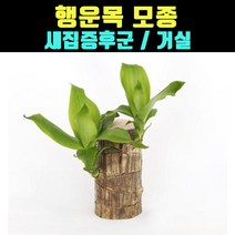 곰빵몰 행운목 모종 새집증후군 거실 수경재배 가습