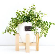 아침향기 실내공기정화식물 세라믹 원형화분 화이트, 1개, (세라믹화분) 퓨미라