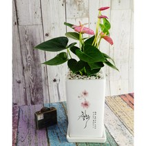 개업축하 승진 영전 진급 생일 이사 돈들어오는 축하선물 메세지화분+개별인쇄추가, 3. 꽃이피듯이 (행복), 랜덤화초(추천화초)