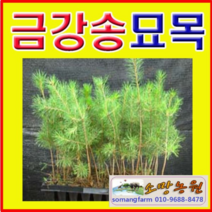 (G소망)금강송묘목 3년생(포트) 10그루, 10개