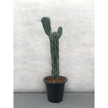 희귀 선인장 다육 식물 용심목 철화, 용심목철화