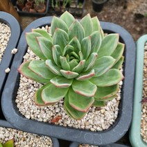 샴페인 대품 - 풀꽃다육