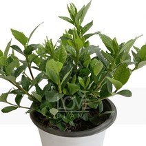 [꽃사랑식물나라] 꽃치자(중품) 관엽 공기정화식물 식물키우기