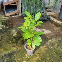 무배특가 플랜테리어 가지뱅갈고무나무 중대품 50-80cm 119