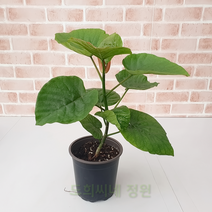 도희씨네 정원>> 청정관리 휘카스 움베르타 중 120, 1개” class=”wr-img”></a></div>
</div>
</div>
</div>
<div class=