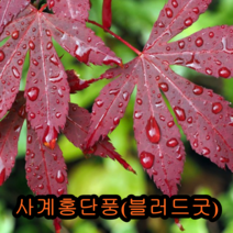 접목사계홍단풍년특묘 접1년특묘2 그루 개화주 꽃나무 유실수 조경수 묘목 단풍나무