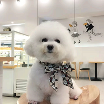 강아지스카프 애견스카프 강아지명품스카프 애견패션용품 강아지패션소품 트윌리스카프, 꾸뜨르스타일