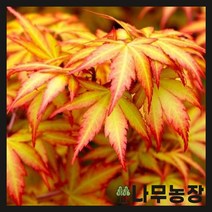 (나무농장) 신품종단풍 오렌지드림 10cm 포트, 1개