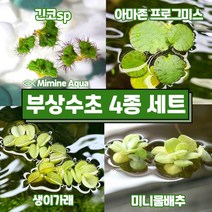 둥둥 수조 위 뜨는 부상 수초 키우기 4종 세트(SET33), 단품