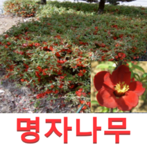 (성실G)명자나무묘목(키100센치) 5그루
