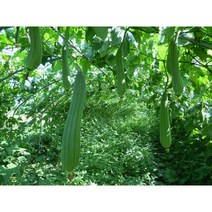 (원진약초농원) 생 수세미 5kg/수세미열매/효소용/중탕용, 중탕용