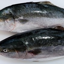 제철 맛은 방어 야도회 300g 2-3인 소스포함, 야도회 300g +초장 *